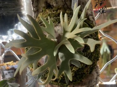 侏儒爪哇玉女P. willinckii ‘Jade Girl’