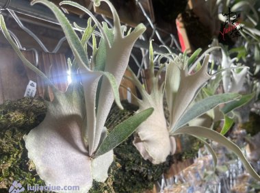 野银鹿角蕨-P.veitchii Wild Aus