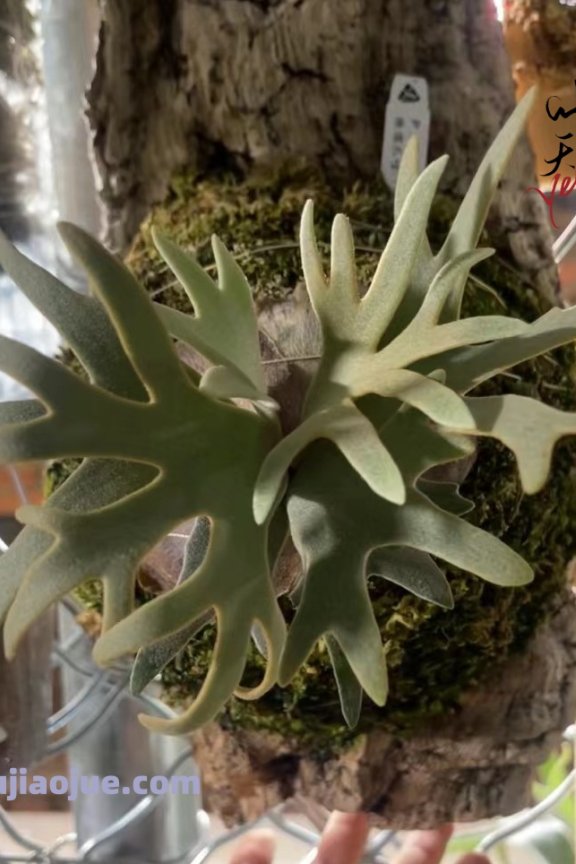 侏儒爪哇玉女P. willinckii ‘Jade Girl’