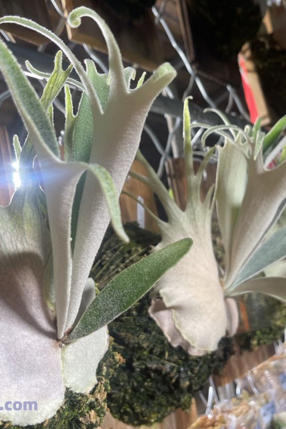 野银鹿角蕨-P.veitchii Wild Aus